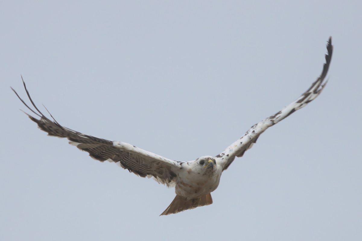 Red-tailed Hawk - ML638300906
