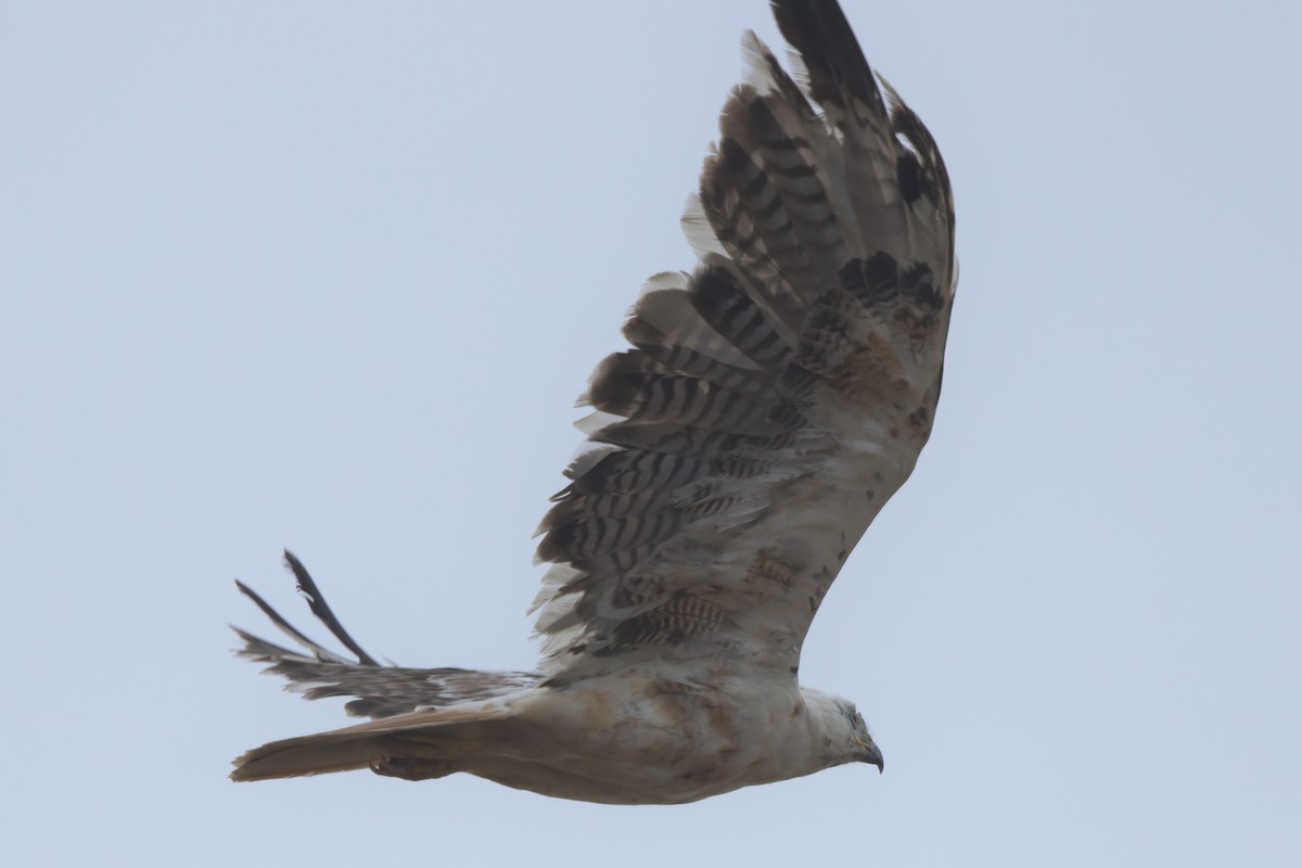 Red-tailed Hawk - ML638300907