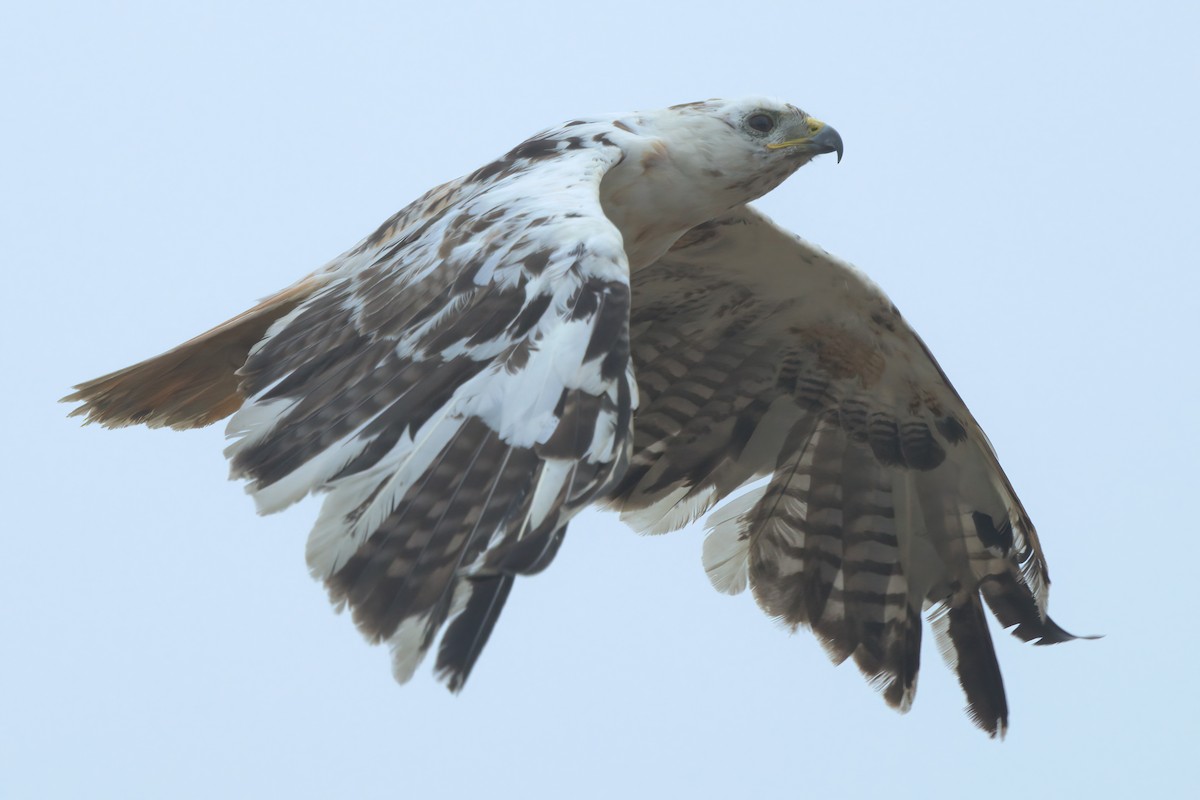 Red-tailed Hawk - ML638300908