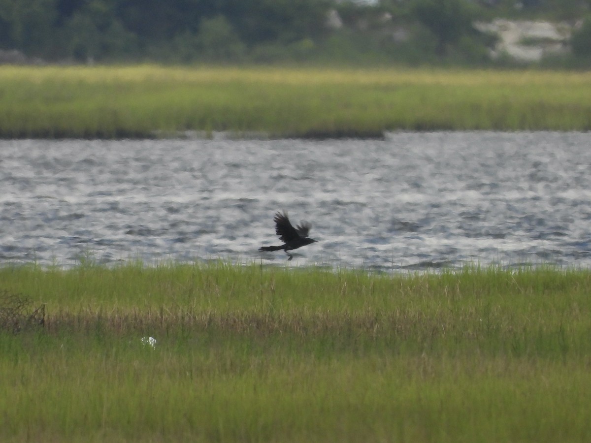 Boat-tailed Grackle - ML638300910