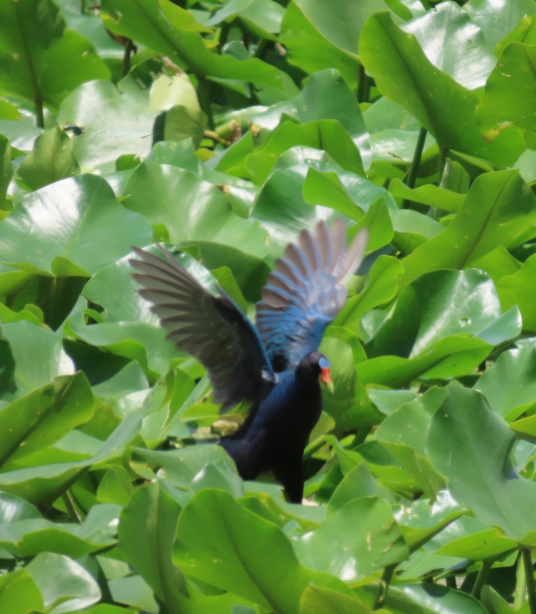 Purple Gallinule - ML638300921
