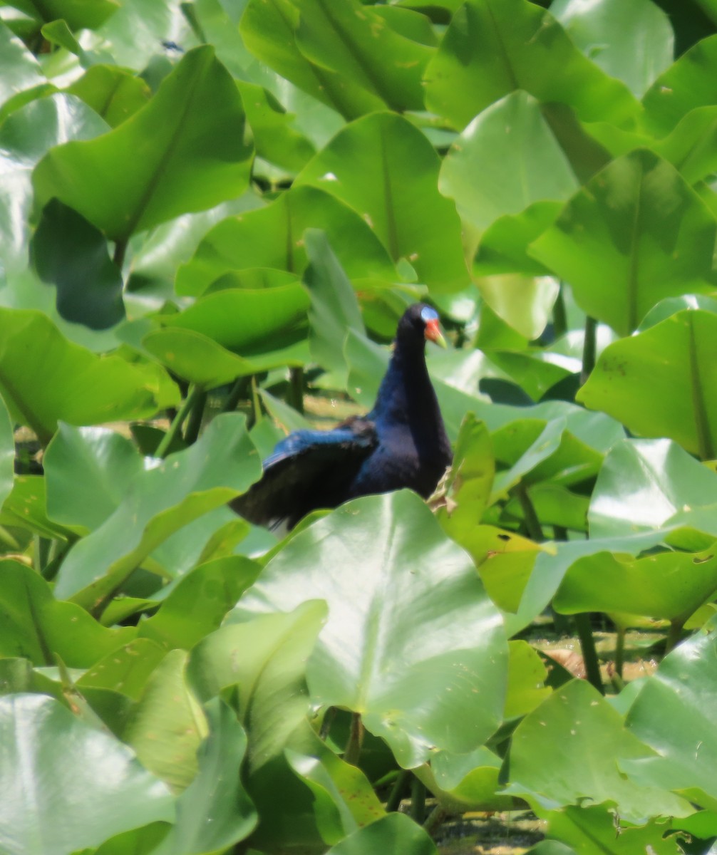 Purple Gallinule - ML638300922