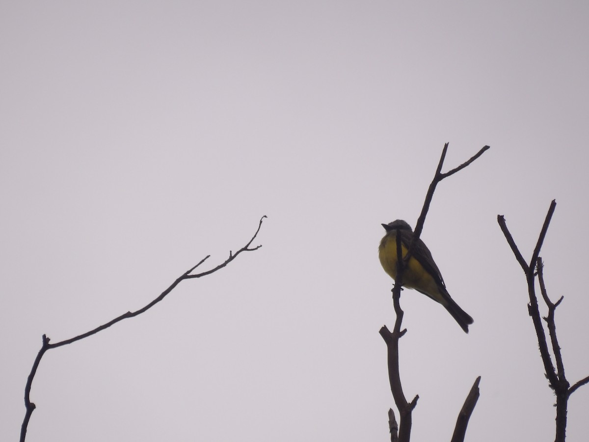 Tropical Kingbird - ML638300934