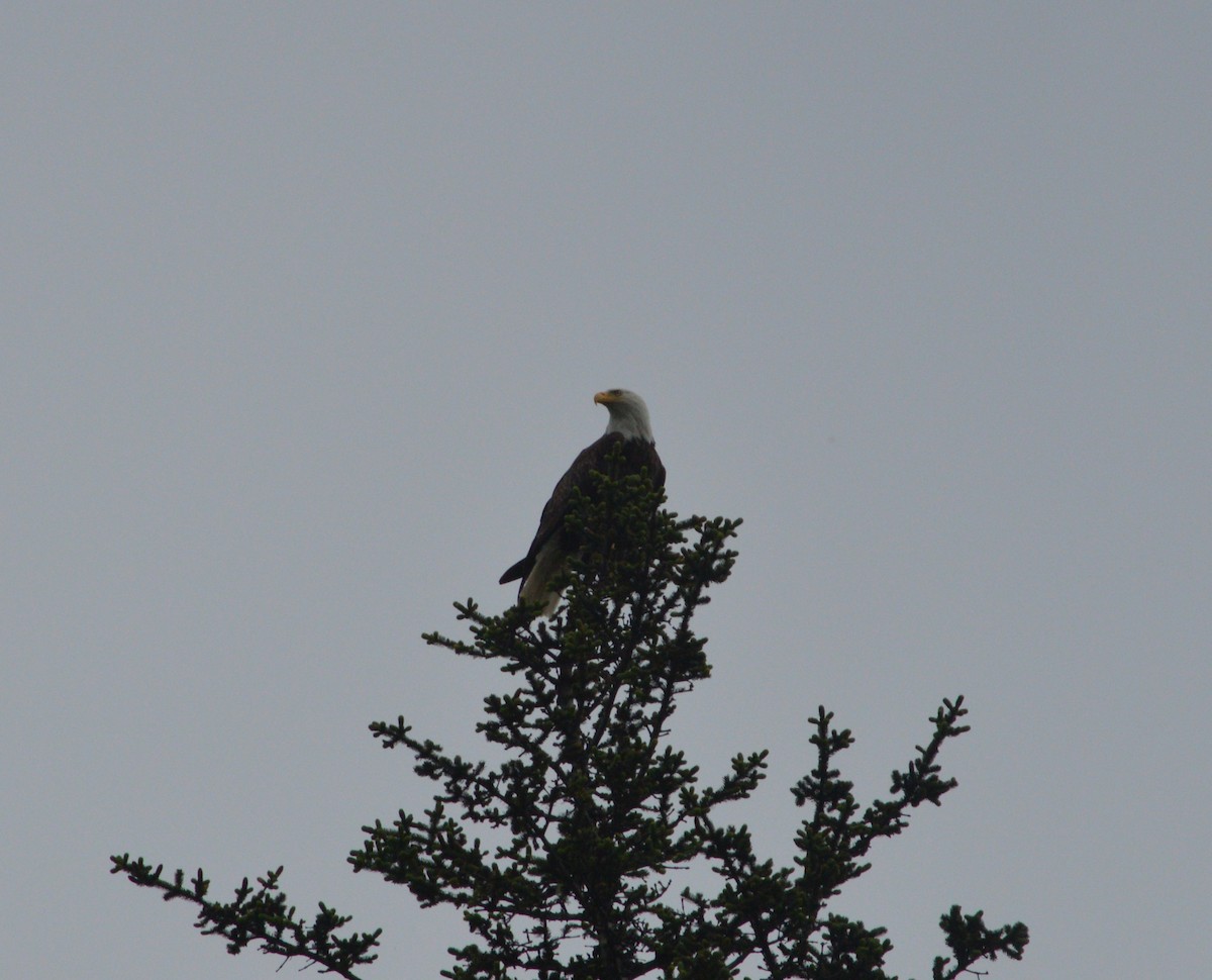 Bald Eagle - ML638300936