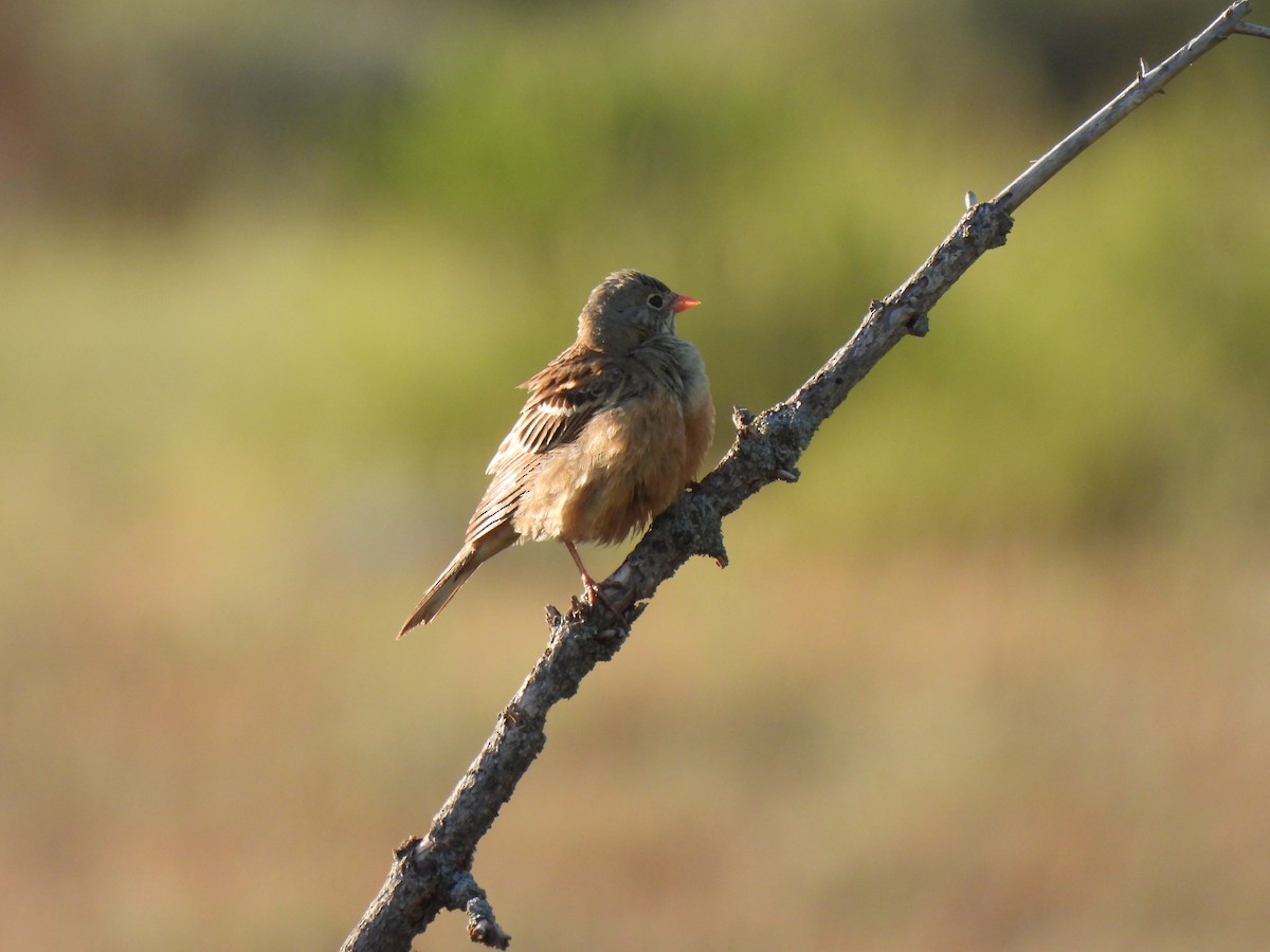 Ortolan Bunting - ML638300939