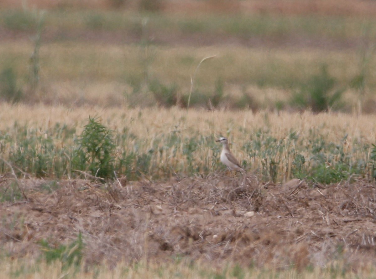 Mountain Plover - ML638300941