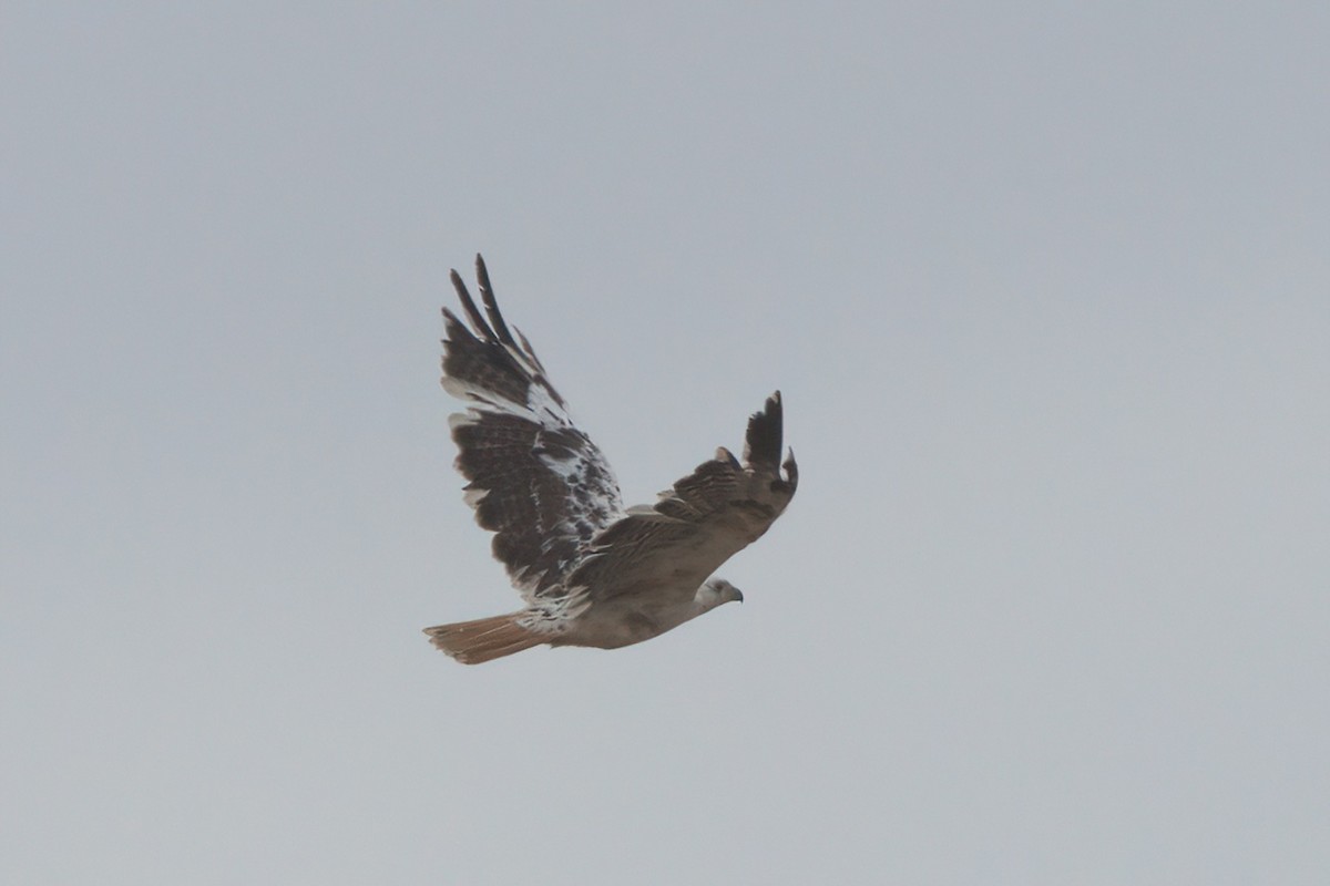 Red-tailed Hawk - ML638300943