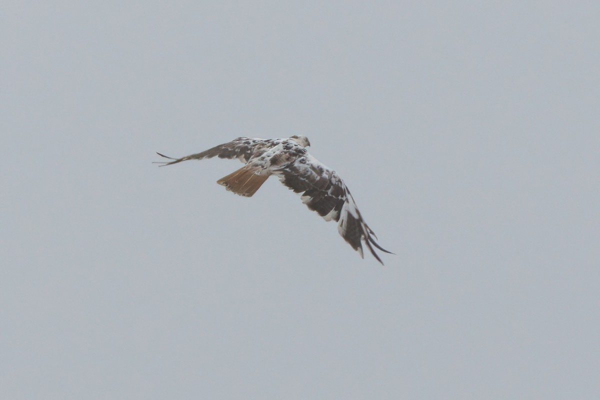 Red-tailed Hawk - ML638300944