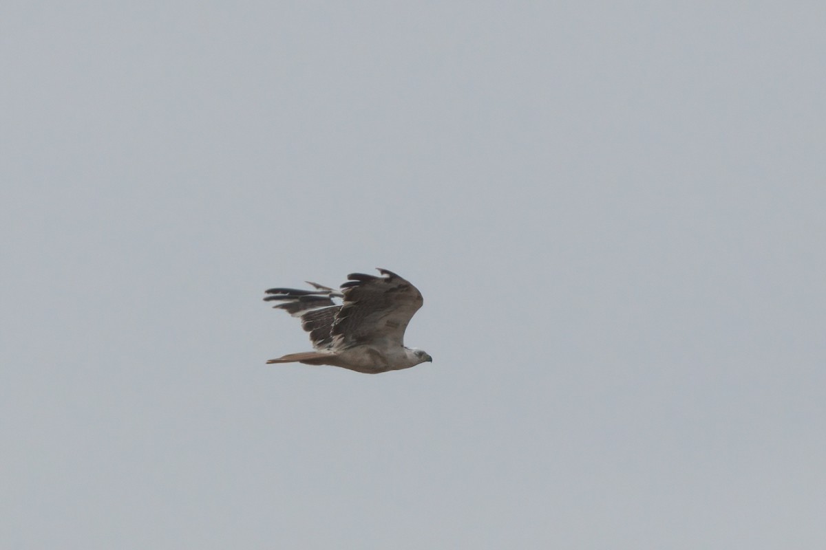 Red-tailed Hawk - ML638300946