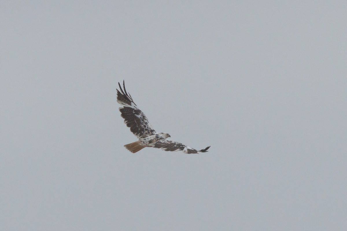 Red-tailed Hawk - ML638300948