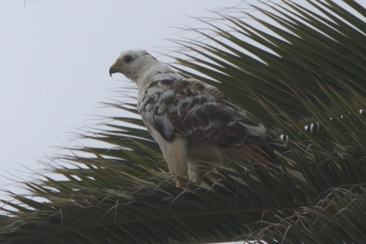 Red-tailed Hawk - ML638300949
