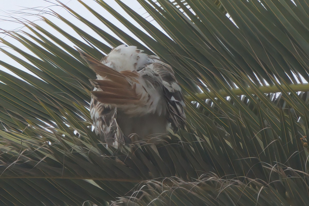 Red-tailed Hawk - ML638300950