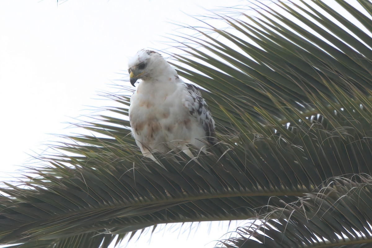 Red-tailed Hawk - ML638300951