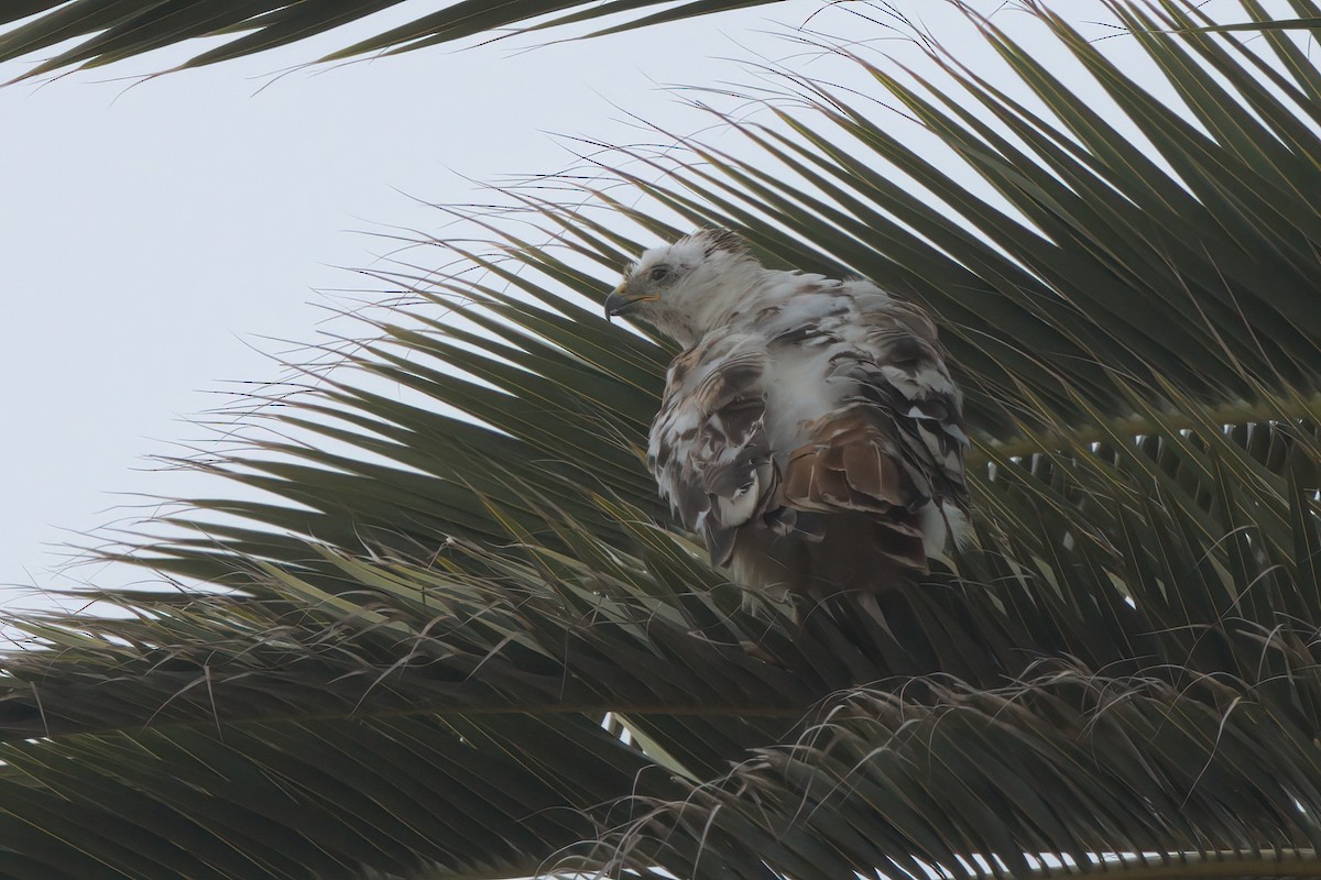 Red-tailed Hawk - ML638300954