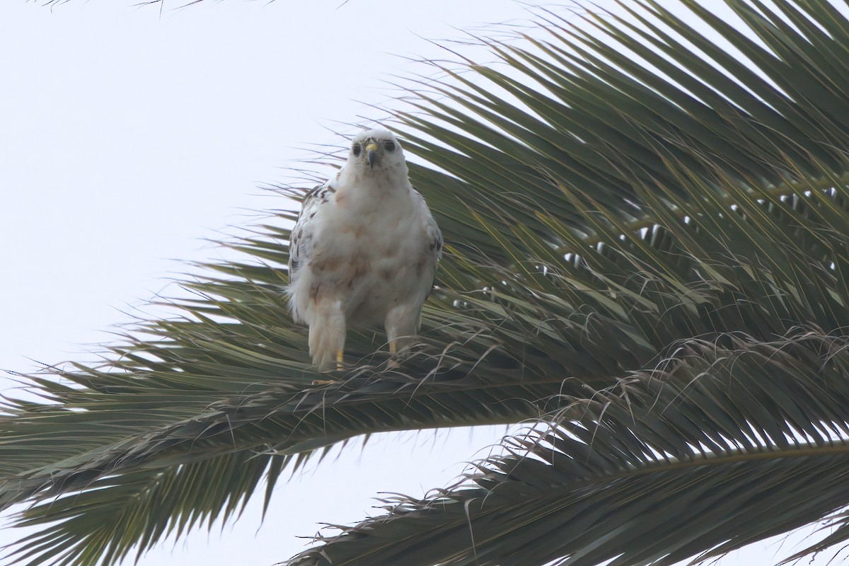 Red-tailed Hawk - ML638300955