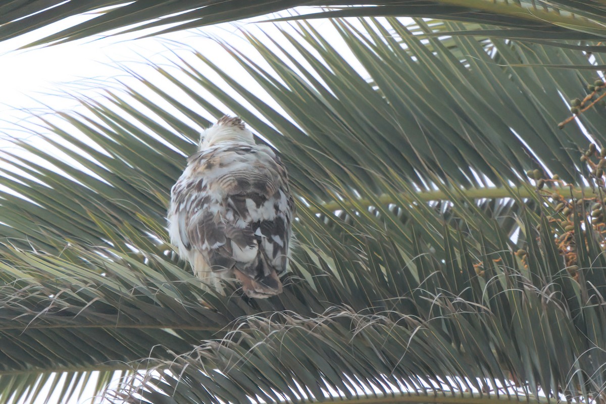Red-tailed Hawk - ML638300956