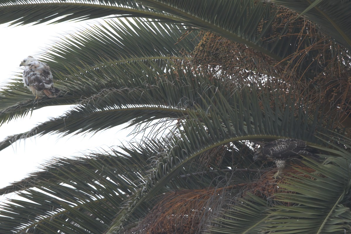 Red-tailed Hawk - ML638300958