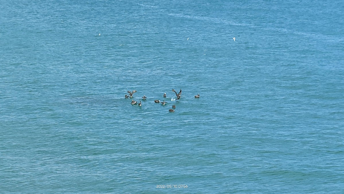 Brown Pelican - ML638300967