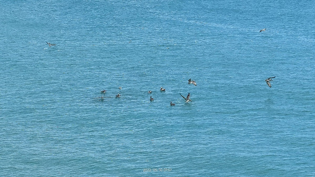 Brown Pelican - ML638300968