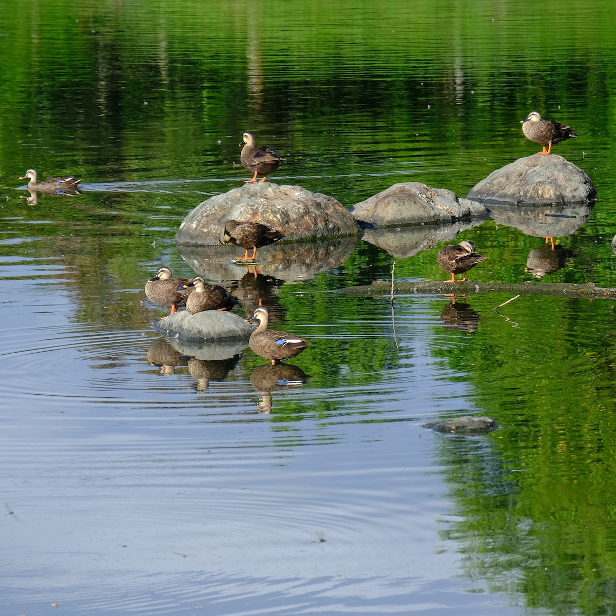 Eastern Spot-billed Duck - ML638300988