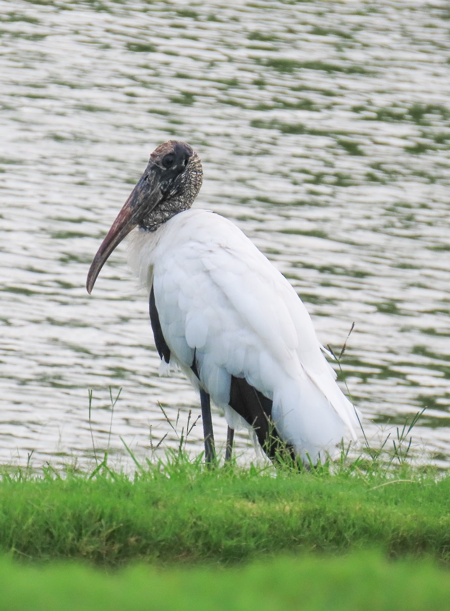 Wood Stork - ML638300992