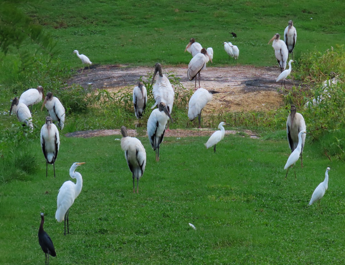 Wood Stork - ML638300993