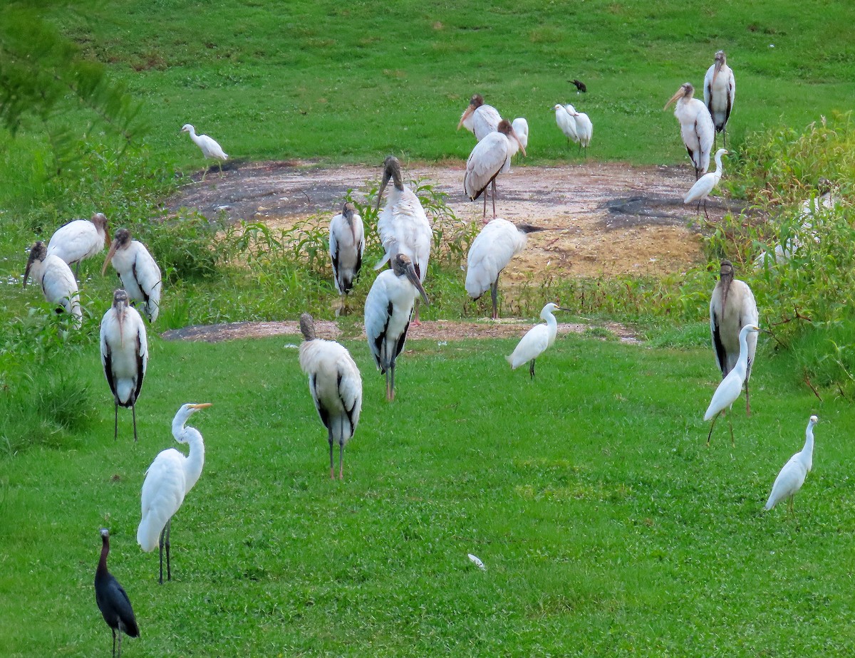 Wood Stork - ML638300994