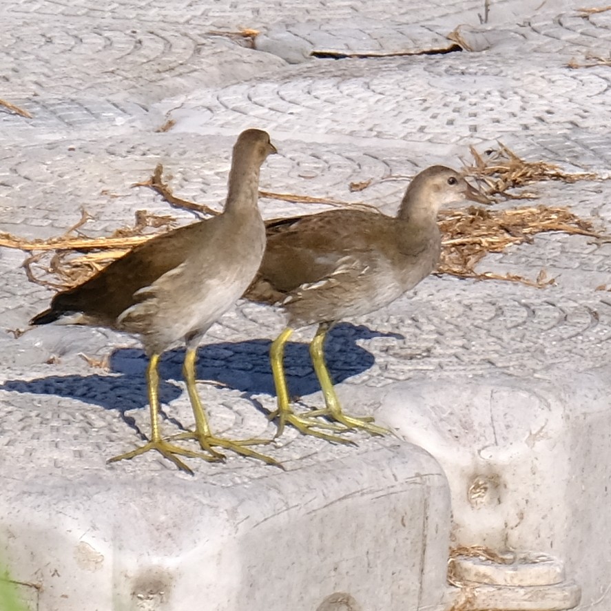 Eurasian Moorhen - ML638301004