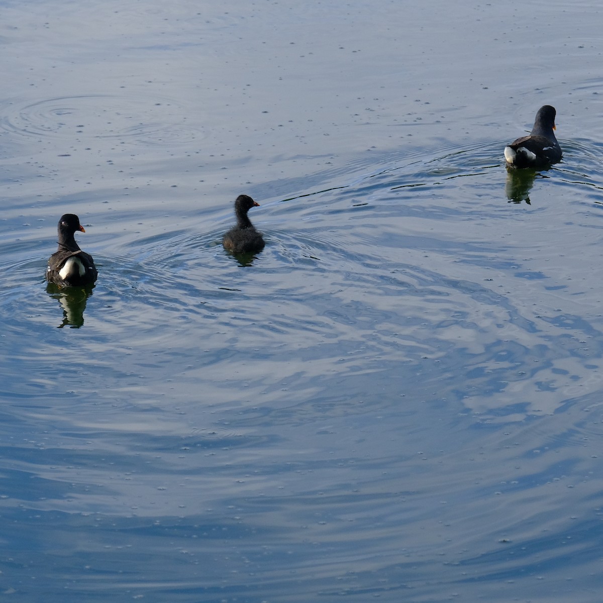 Eurasian Moorhen - ML638301005