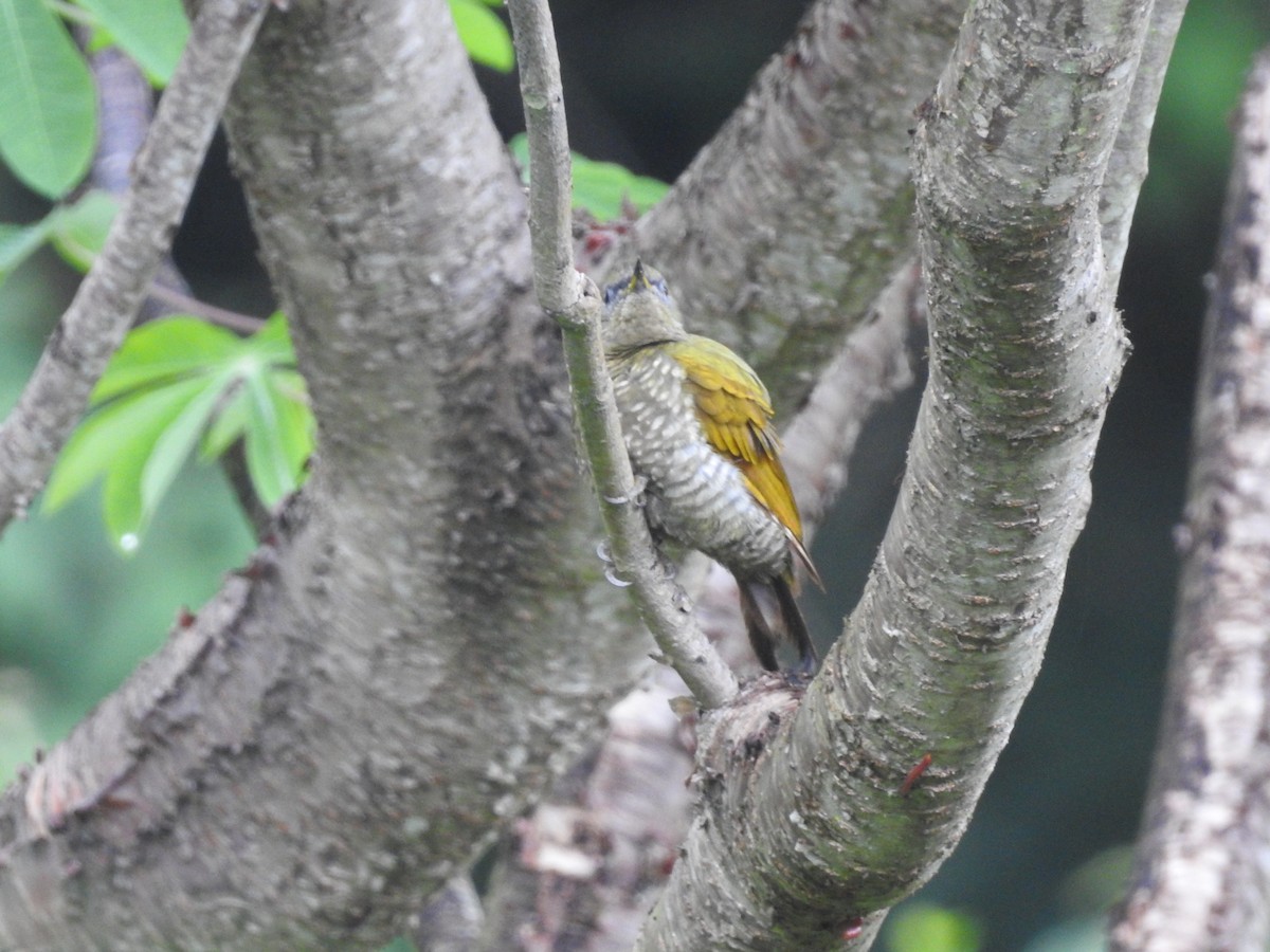 Lesser Yellownape - ML638301011