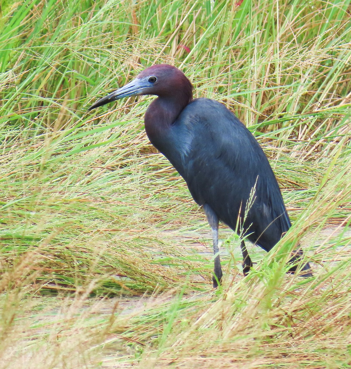 Little Blue Heron - ML638301013