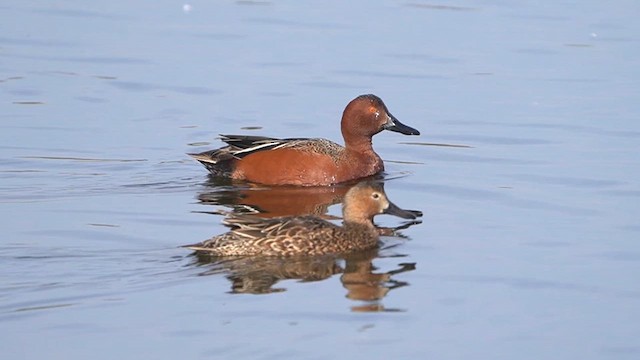 Cinnamon Teal - ML638301014