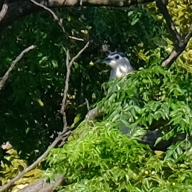 Black-crowned Night Heron - ML638301015