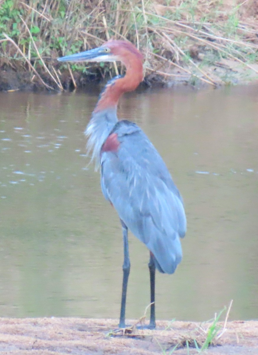 Goliath Heron - ML638301016