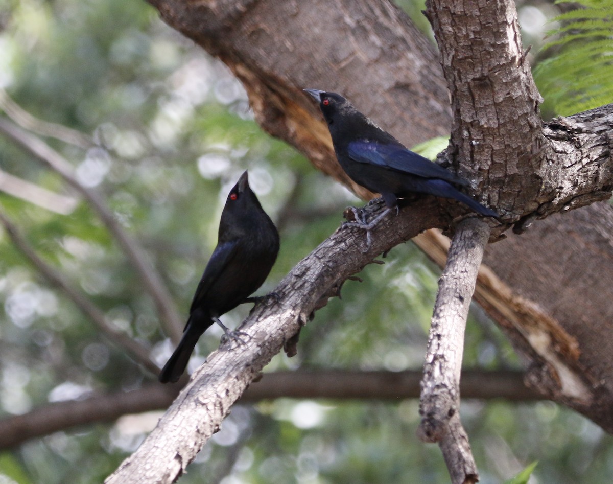 Bronzed Cowbird - ML638301028