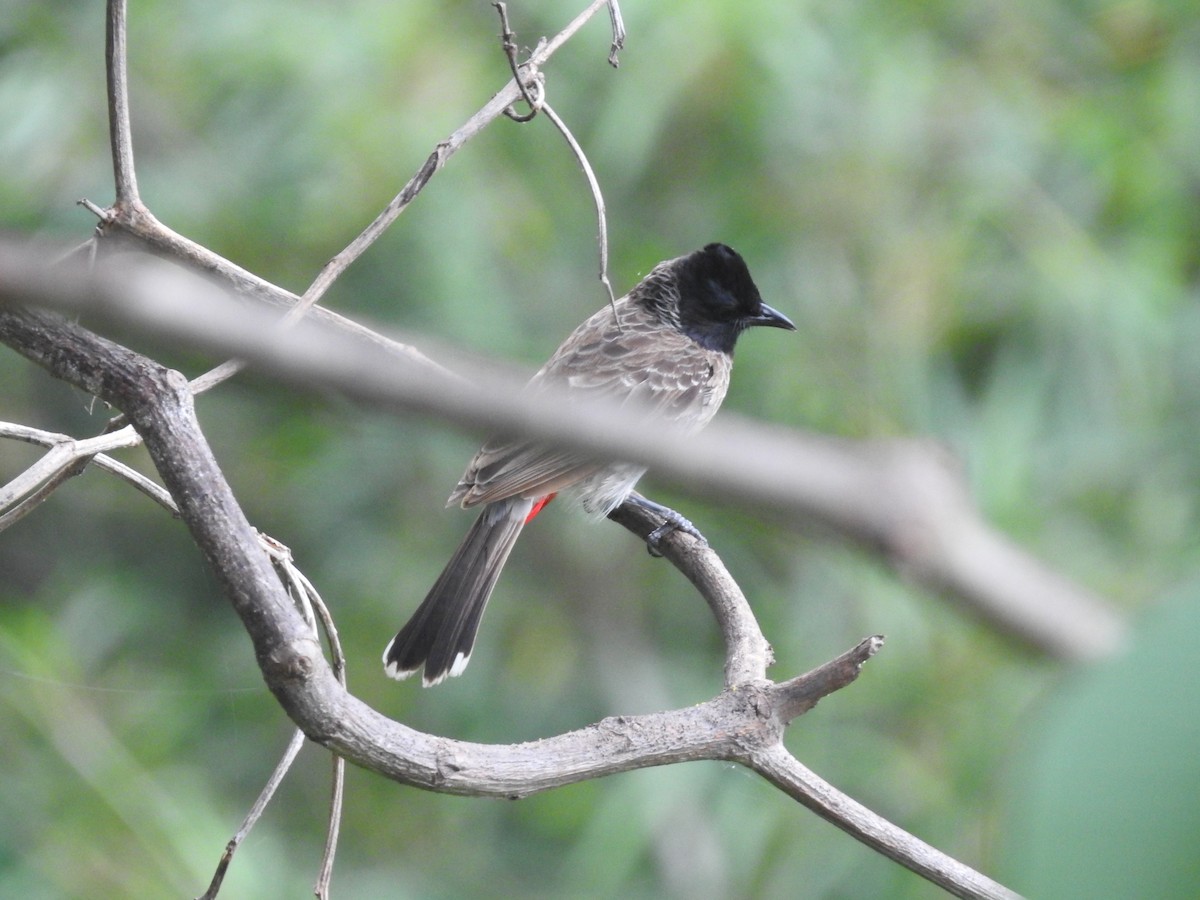 Red-vented Bulbul - ML638301031