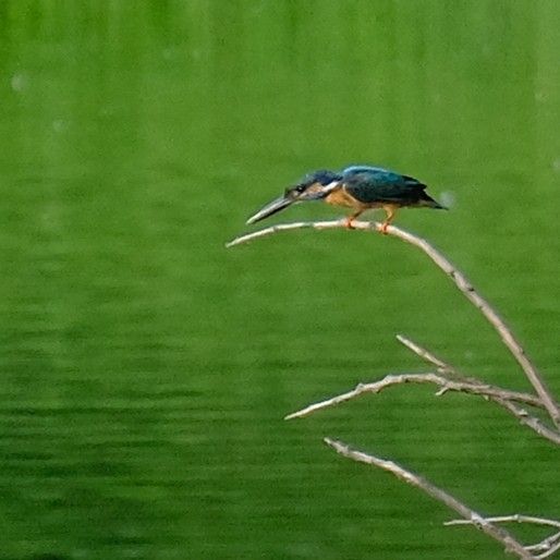 Common Kingfisher - ML638301032
