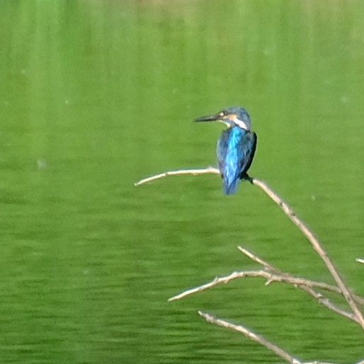 Common Kingfisher - ML638301033