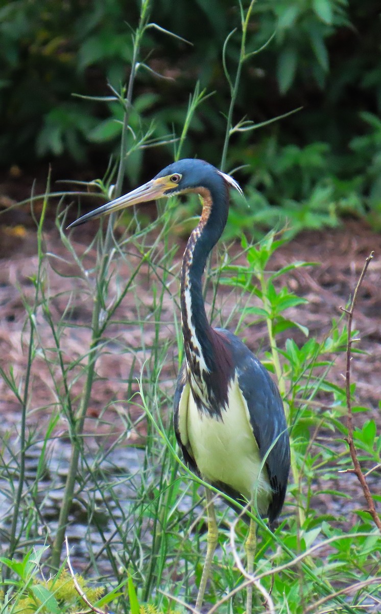 Tricolored Heron - ML638301034