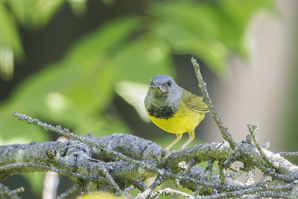 Mourning Warbler - ML638301035