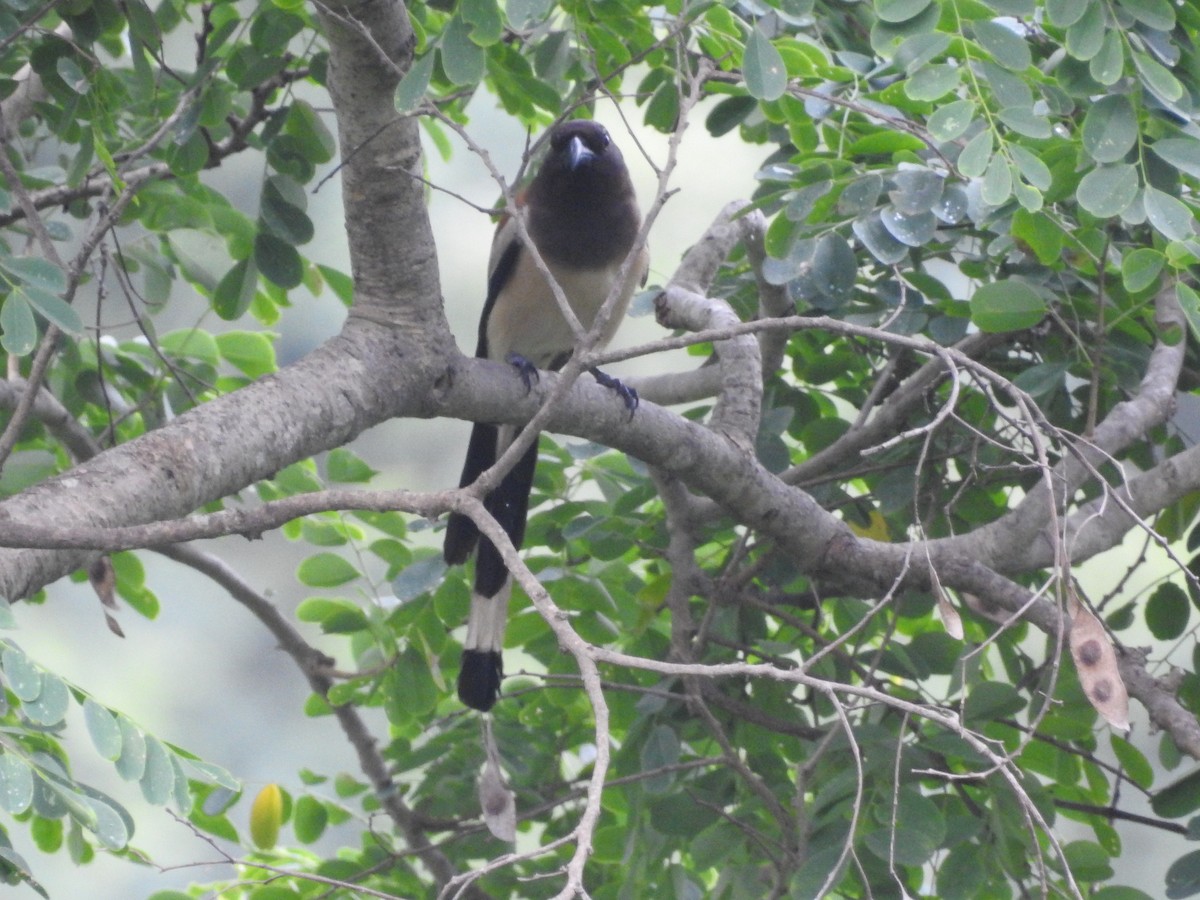 Rufous Treepie - ML638301036