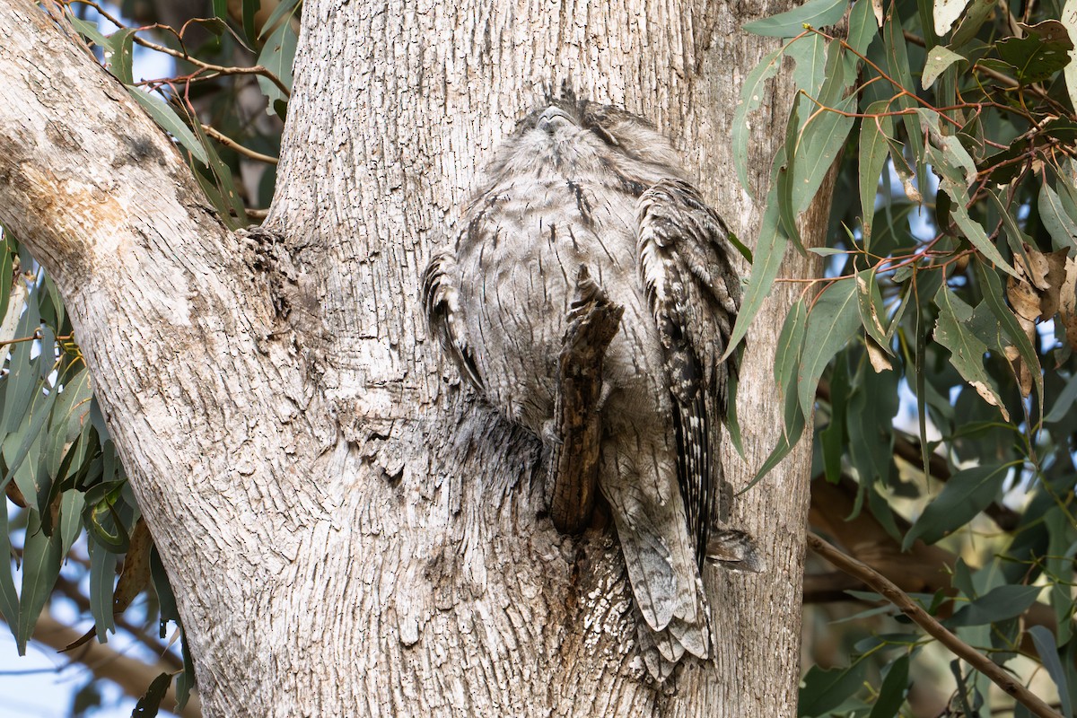 Tawny Frogmouth - ML638301037