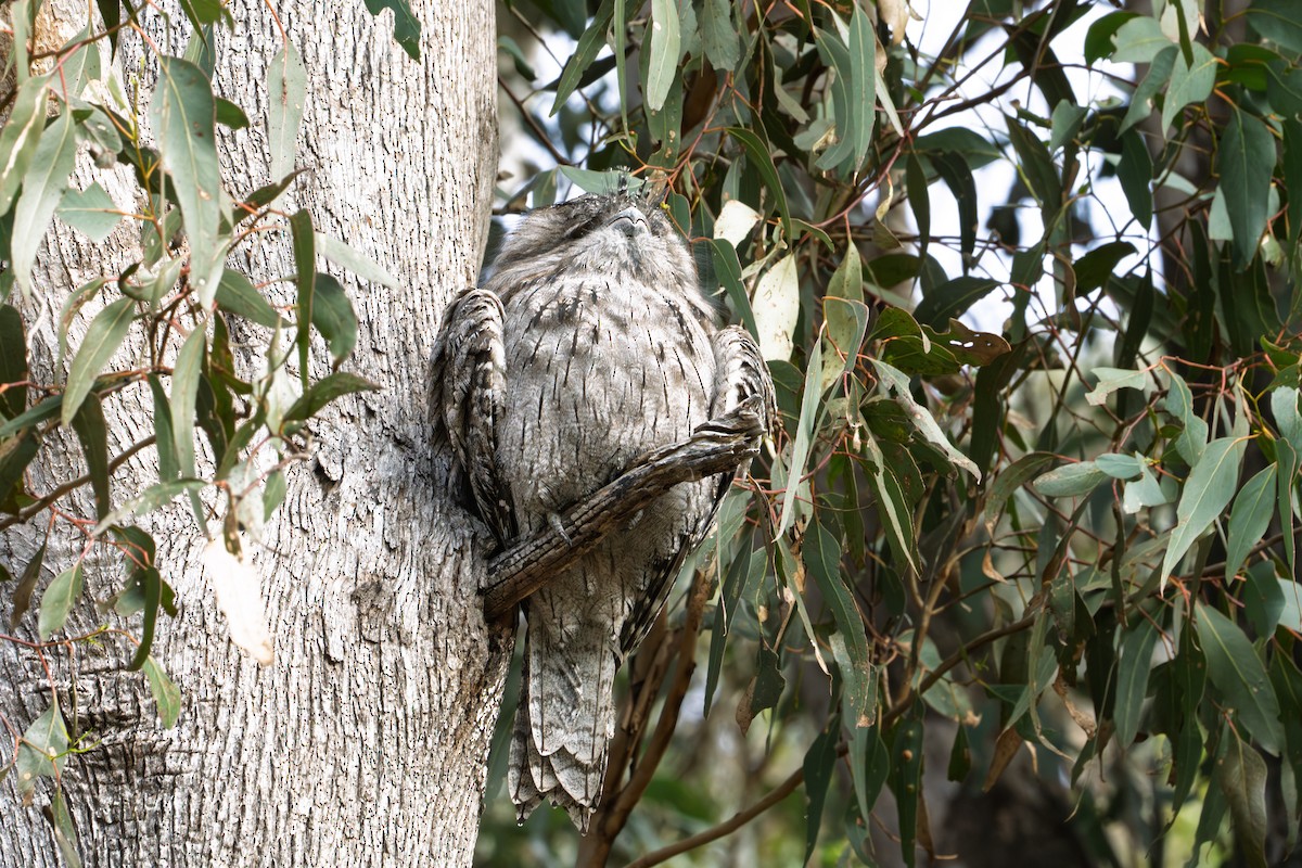 Tawny Frogmouth - ML638301038