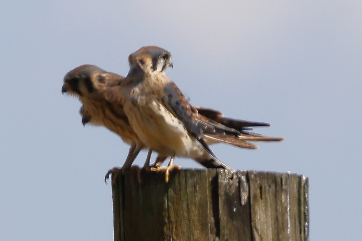American Kestrel - ML638301039