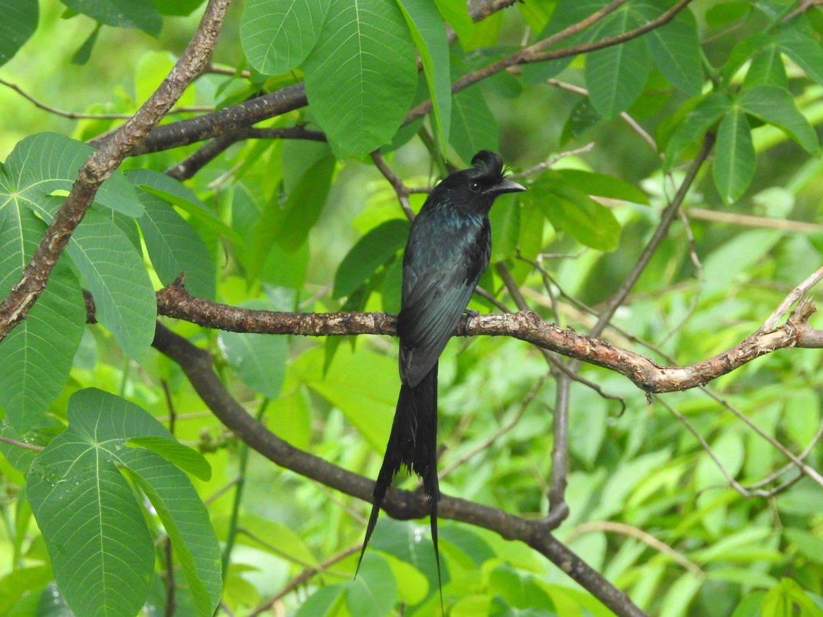 Greater Racket-tailed Drongo - ML638301041