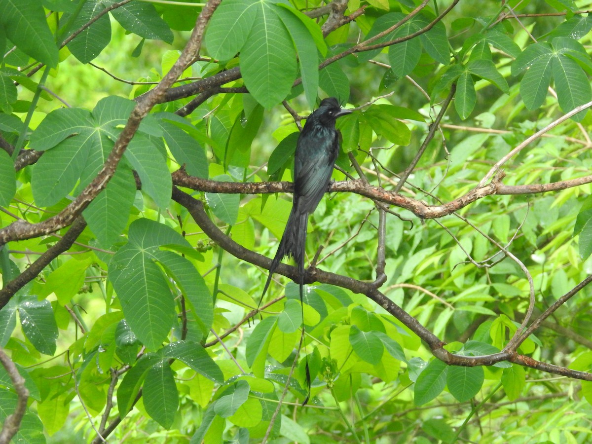 Greater Racket-tailed Drongo - ML638301042