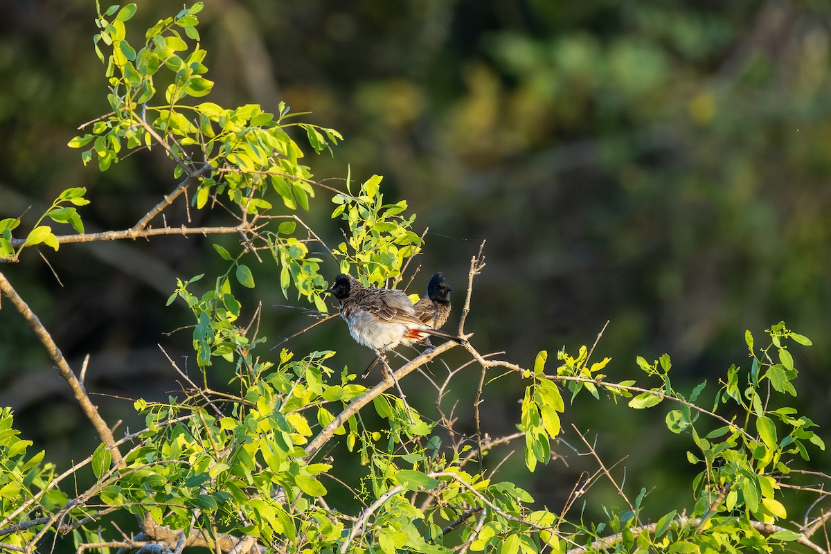 Red-vented Bulbul - ML638301044