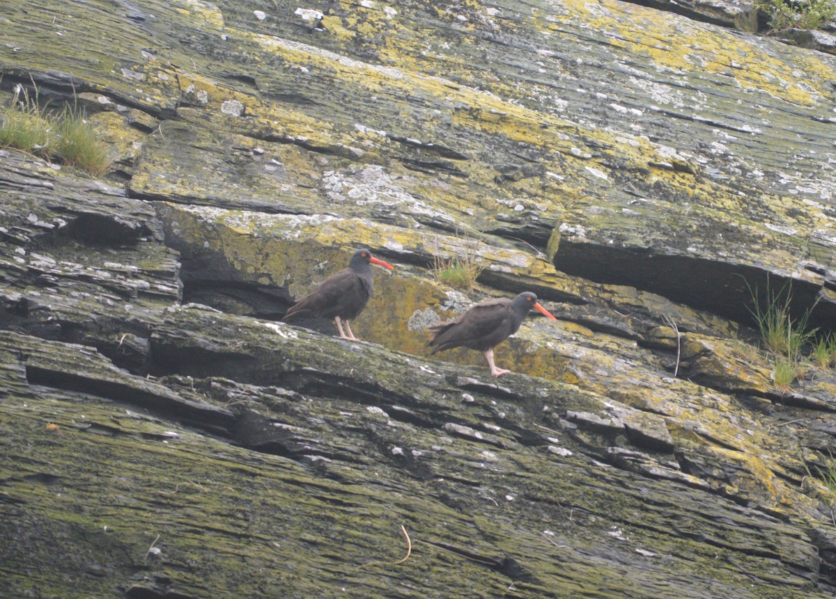 Black Oystercatcher - ML638301047