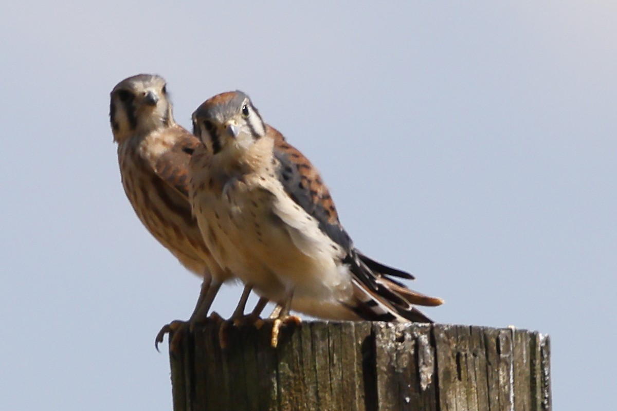 American Kestrel - ML638301050