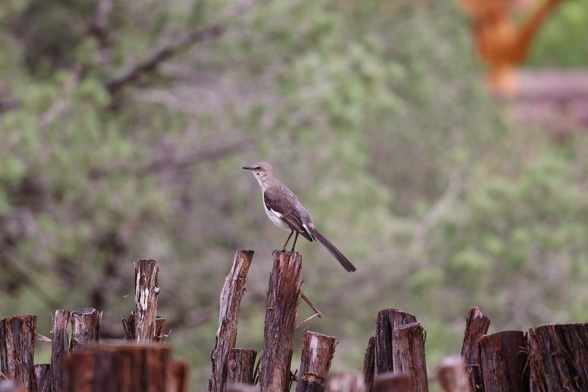 Northern Mockingbird - ML638301051